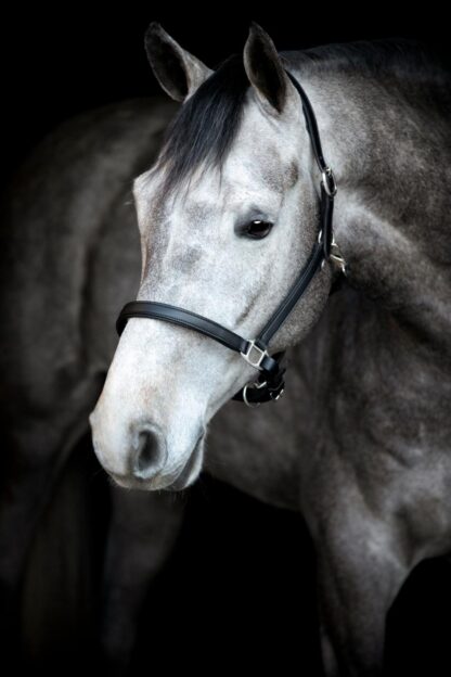 HorseGuard Sabine Lædergrime - COB