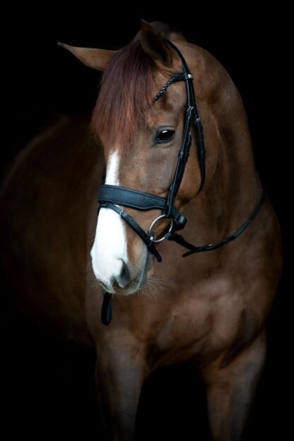 HorseGuard Cryll 24.2 Trense - COB